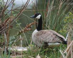 TN_BIRD-104.JPG