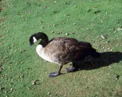 TN_BIRD-105.JPG