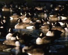 TN_BIRD-110.JPG