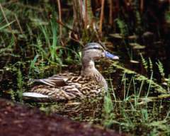 TN_BIRD-111.JPG
