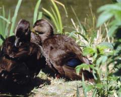 TN_BIRD-112.JPG