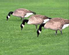 TN_BIRD-115.JPG