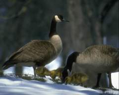 TN_BIRD-116.JPG