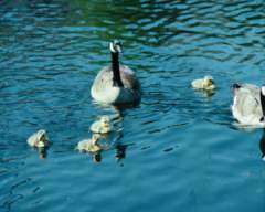 TN_BIRD-117.JPG