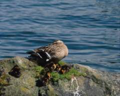 TN_BIRD-119.JPG