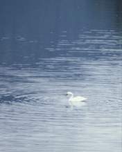 TN_BIRD-129.JPG