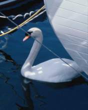 TN_BIRD-130.JPG