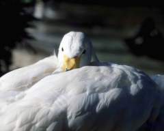 TN_BIRD-136.JPG