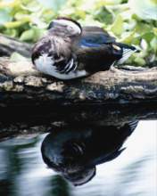 TN_BIRD-137.JPG