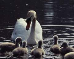 TN_BIRD-138.JPG