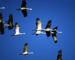 TN_BIRD-140.JPG