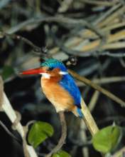 TN_BIRD-147.JPG