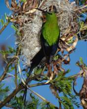 TN_BIRD-149.JPG