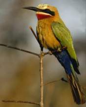 TN_BIRD-150.JPG