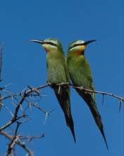 TN_BIRD-153.JPG