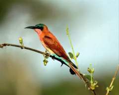 TN_BIRD-155.JPG