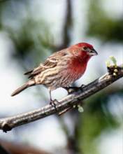 TN_BIRD-162.JPG