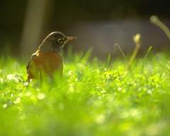 TN_BIRD-164.JPG
