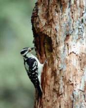 TN_BIRD-169.JPG