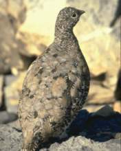 TN_BIRD-173.JPG