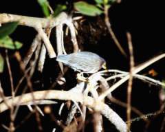 TN_BIRD-174.JPG