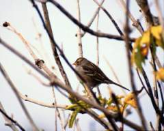 TN_BIRD-176.JPG