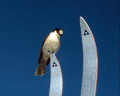 TN_BIRD-183.JPG