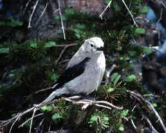 TN_BIRD-184.JPG