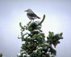 TN_BIRD-186.JPG