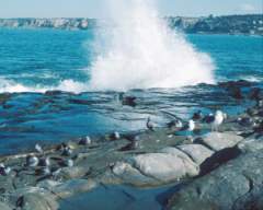 TN_BIRD-189.JPG