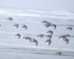 TN_BIRD-190.JPG