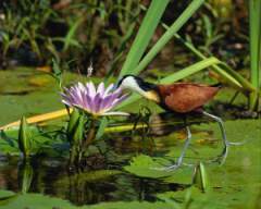 TN_BIRD-196.JPG
