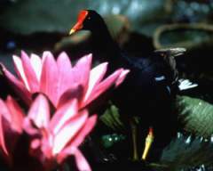 TN_BIRD-197.JPG