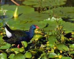 TN_BIRD-198.JPG