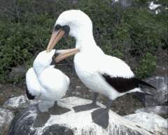 TN_BIRD-200.JPG