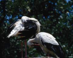 TN_BIRD-201.JPG