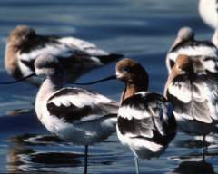 TN_BIRD-204.JPG