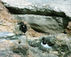 TN_BIRD-206.JPG