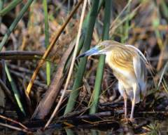 TN_BIRD-207.JPG