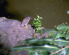 TN_BIRD-209.JPG