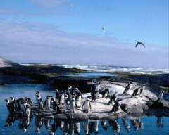 TN_BIRD-216.JPG