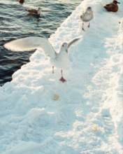 TN_BIRD-221.JPG