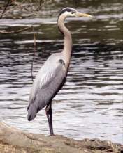 TN_BIRD-223.JPG