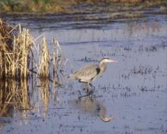 TN_BIRD-224.JPG