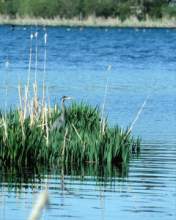TN_BIRD-226.JPG