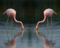 TN_BIRD-231.JPG
