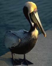 TN_BIRD-234.JPG
