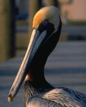 TN_BIRD-235.JPG