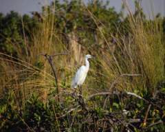 TN_BIRD-237.JPG
