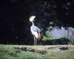 TN_BIRD-241.JPG